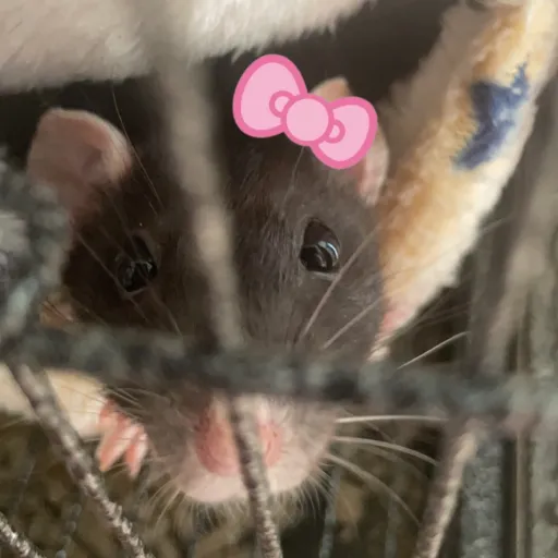 creator Rose✨💋💄😚's avatar