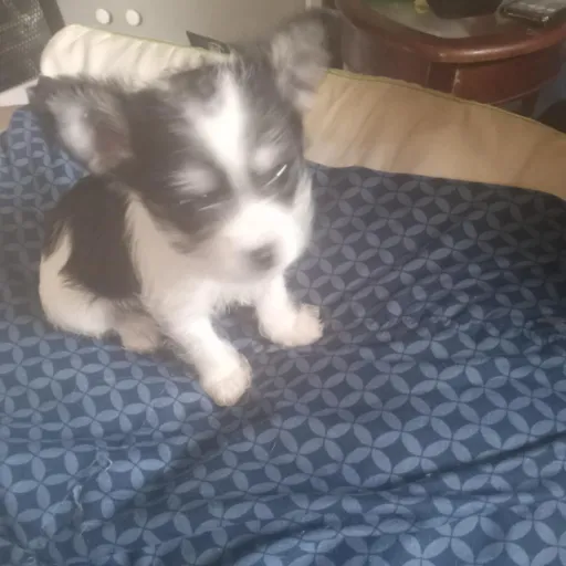 creator Isabel(B+I)'s avatar