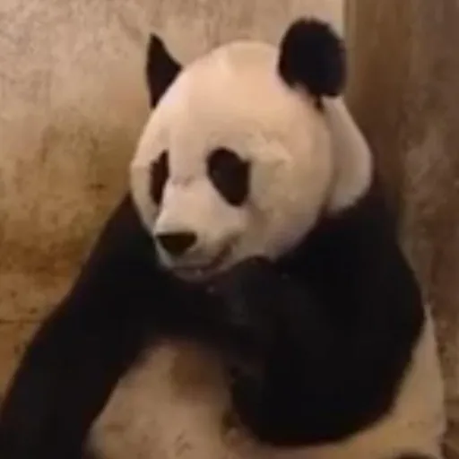 creator Raven_lue's avatar