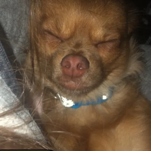 creator Talkior-vCWKmZq3's avatar