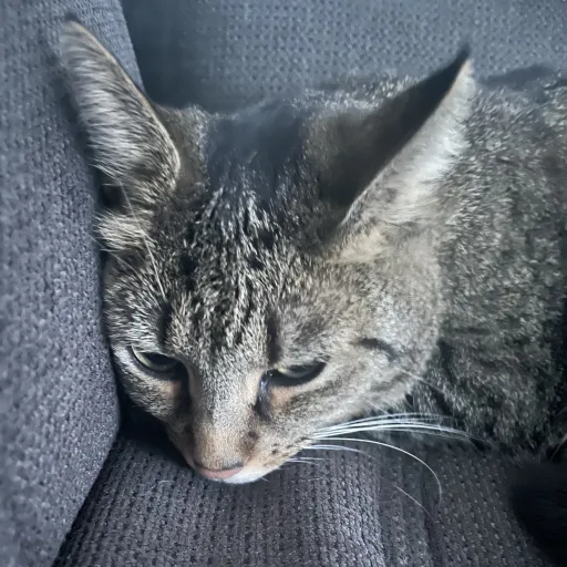 creator Nulis's avatar