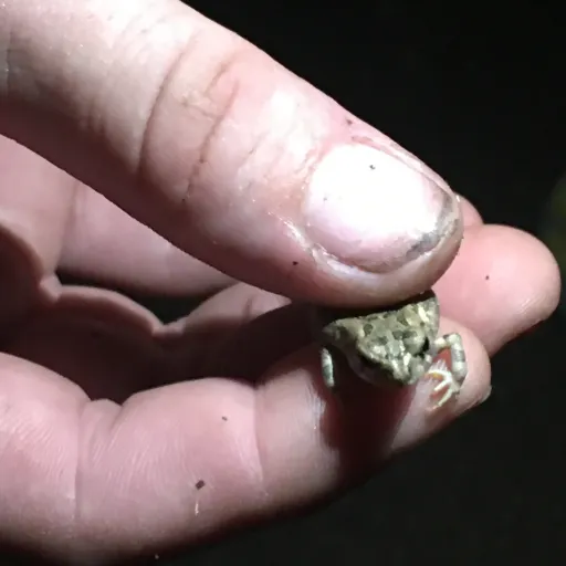 creator Frog 🐸 2.0's avatar