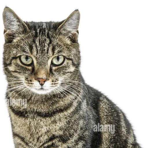 creator I_Love_Cats's avatar