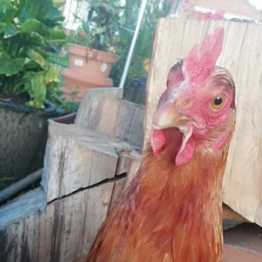 creator BellaBoooo's avatar