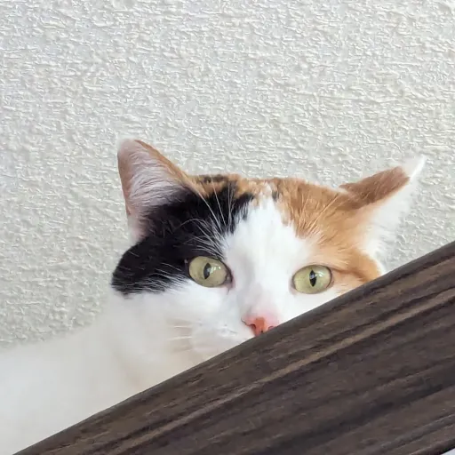 creator Mrs'Cat's avatar