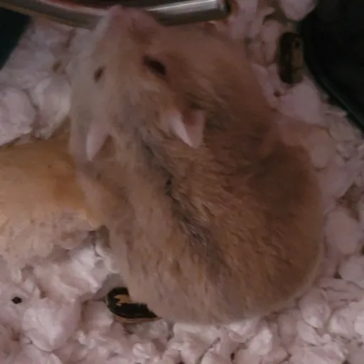 creator tom boi's avatar