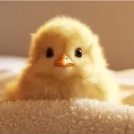 creator Chicken nuggetsss's avatar