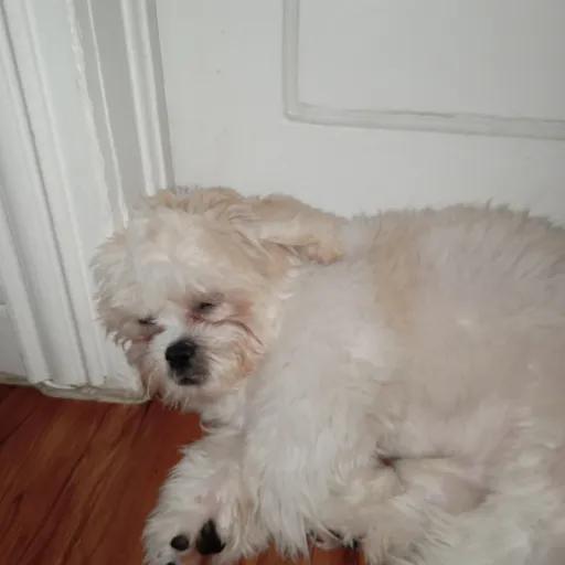 creator daniela.q's avatar