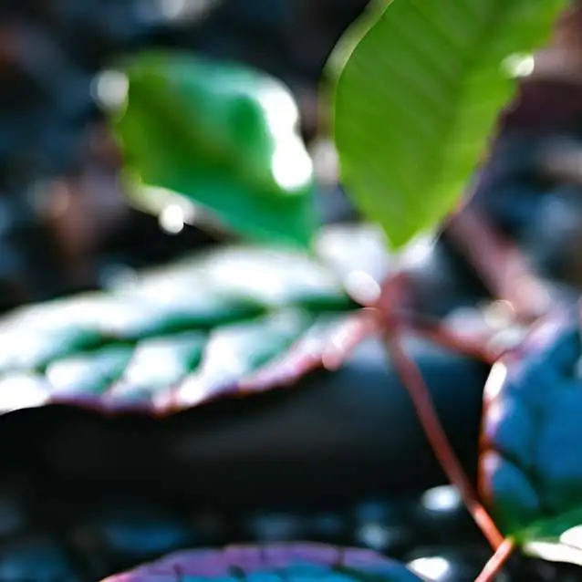 chat with ai character: Leafy