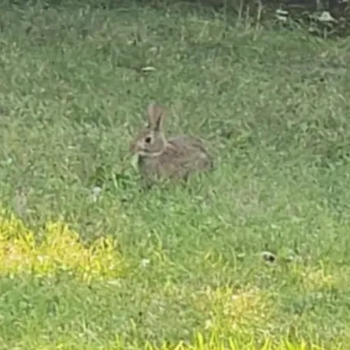 creator Finnny's avatar