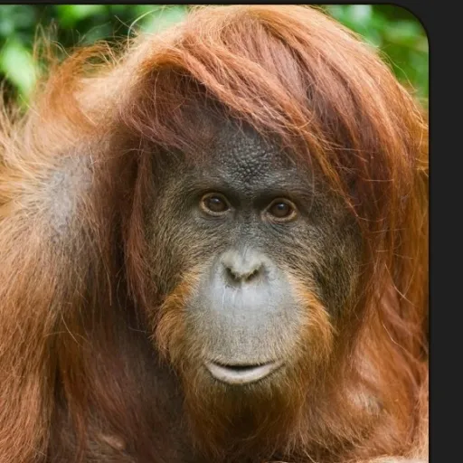 creator cainglet's avatar