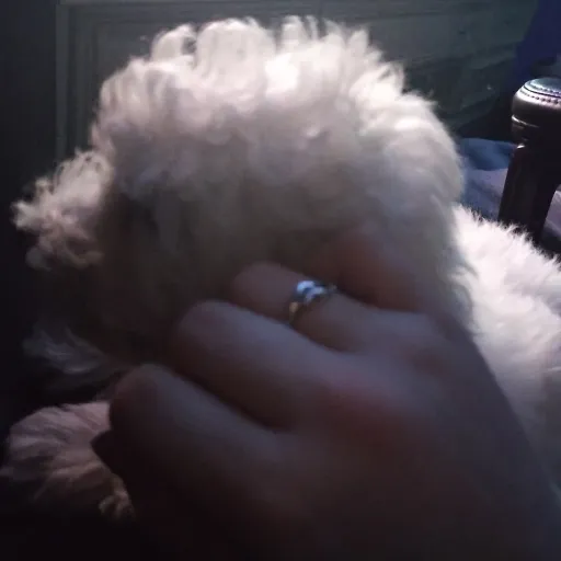 creator ItzurLocal_Amaya!'s avatar