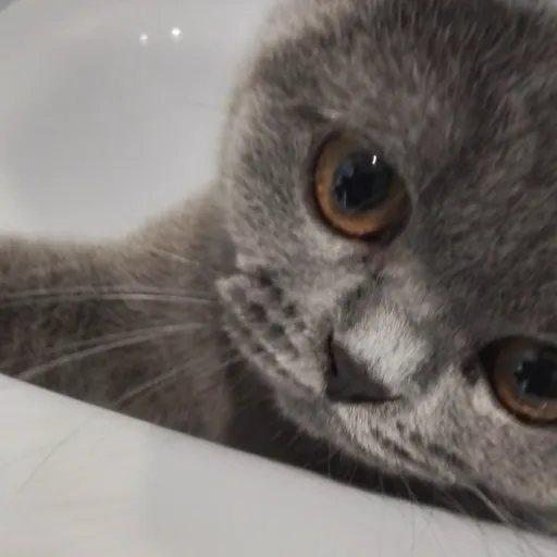 creator MaxSucksAtLife's avatar