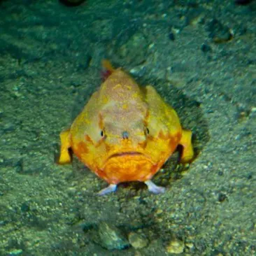 creator Mango!'s avatar