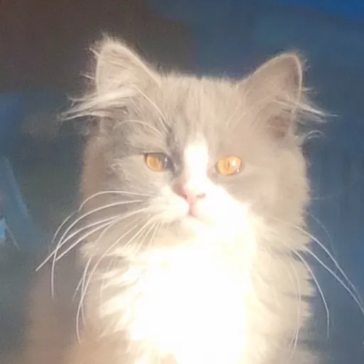 creator Fiona_Shania's avatar