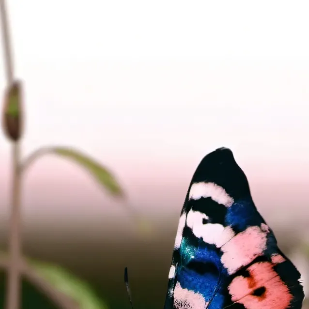 chat with ai character: Sturniolo Triplets