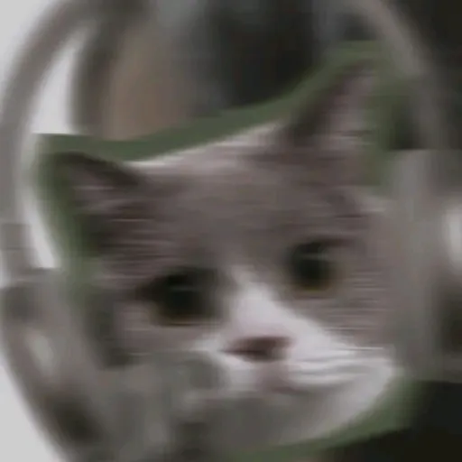 creator evellyn√'s avatar