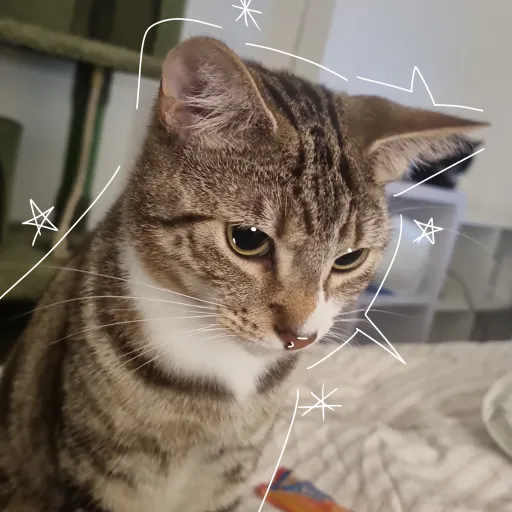 creator dollii's avatar