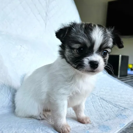 creator Ava*♡'s avatar