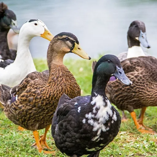 creator 🦆🦆🦆🦆🦆🦆🦆🦆🦆🦆🦆🦆🦆🦆🦆.🦆🦆's avatar