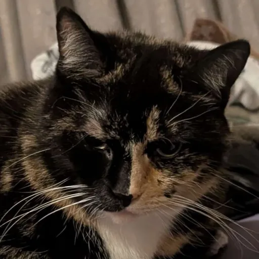 creator BuTcHeR wAlLyyyy's avatar