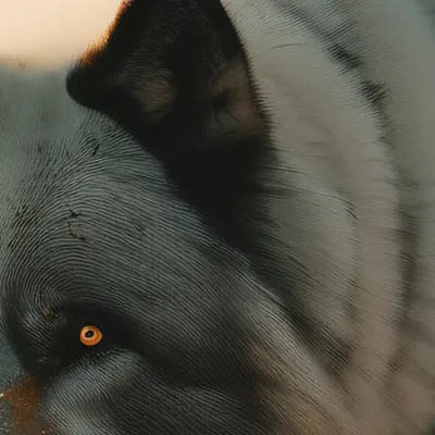 chat with ai character: Ash