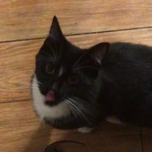 creator Remster001's avatar