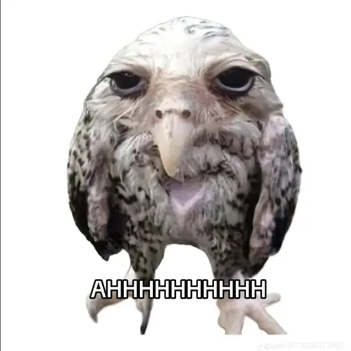 creator Kyleigh Erica 💗's avatar