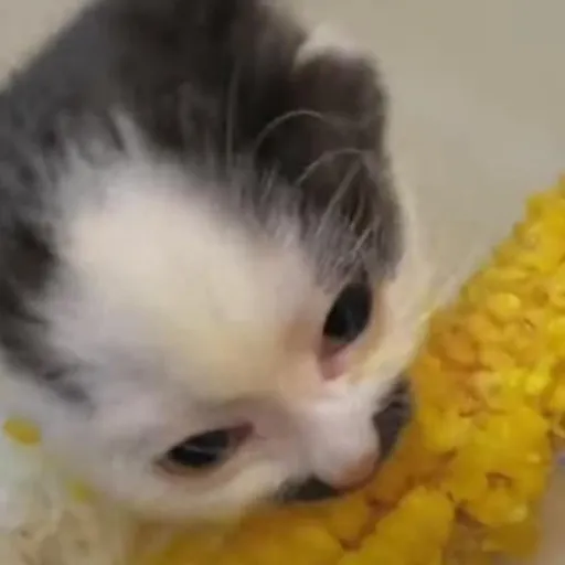 creator ✨COD/Marvel Lover✨'s avatar