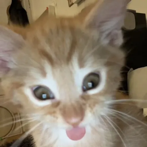 creator N0rrA_kIt's avatar