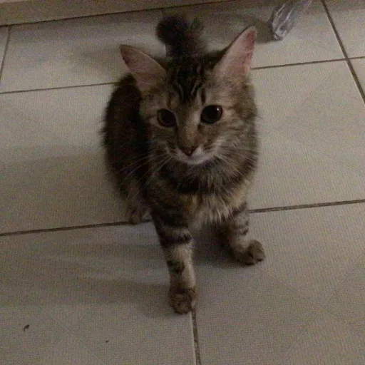 creator Billie ellish fan's avatar