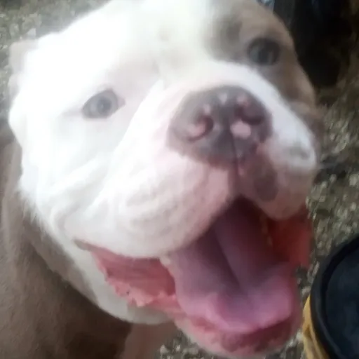 creator Randomdog's avatar