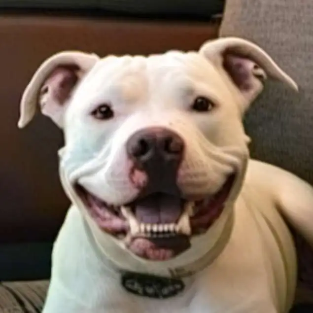 chat with ai character: Pepito🔥☣️🪑