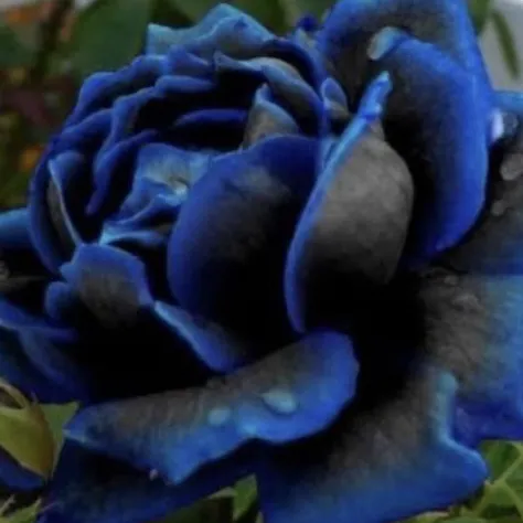 creator Aria_me123's avatar