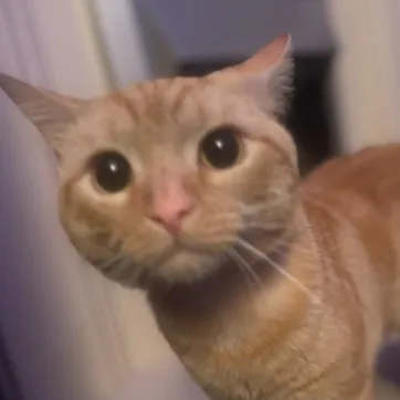 creator Kittens_lover23838's avatar