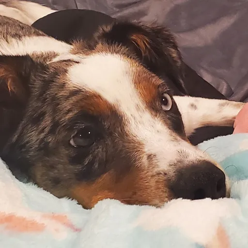 creator Gorski's avatar