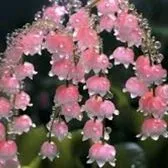 creator Pey_🌸#27!'s avatar