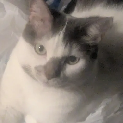 creator Pearl Purple (cat)'s avatar