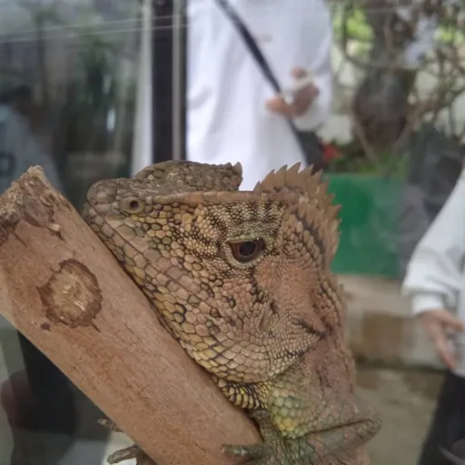 creator Youvebeengeckoeyed's avatar