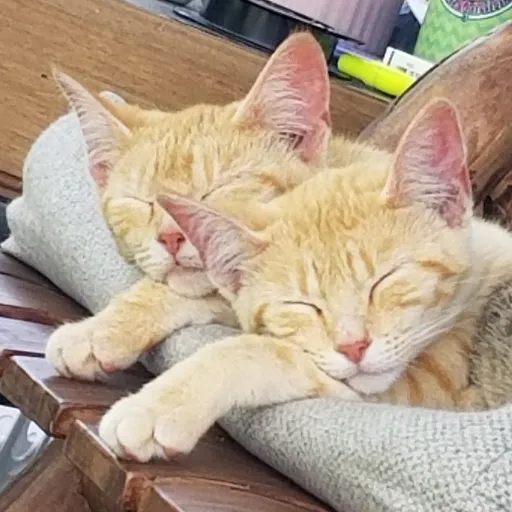 creator PeanutButterJelly's avatar