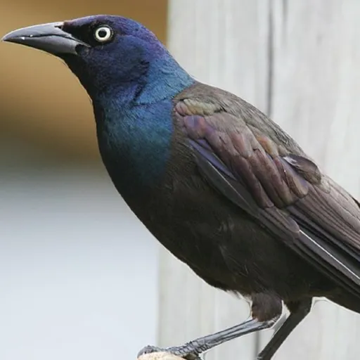 creator common grackle's avatar