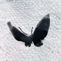 chat with ai character: bakugo