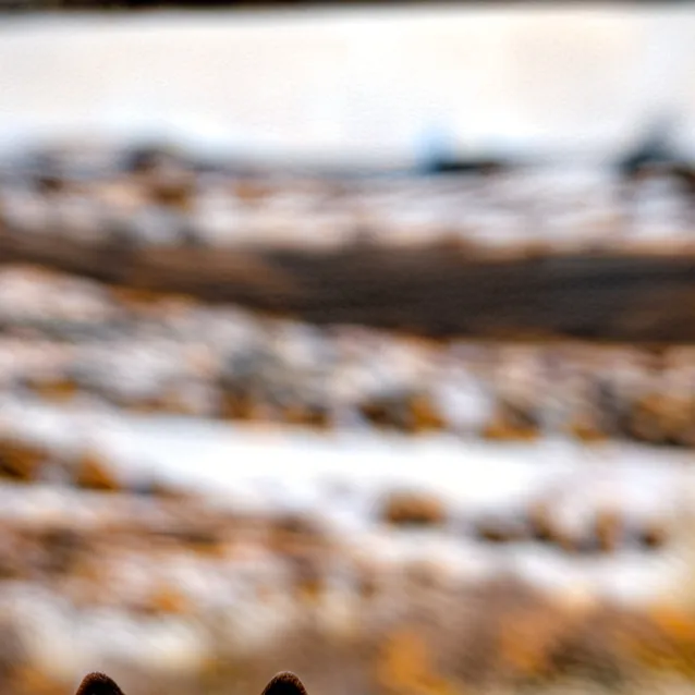 chat with ai character: moonstar the wolf 