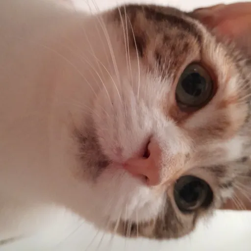 creator X_Adeline_X's avatar