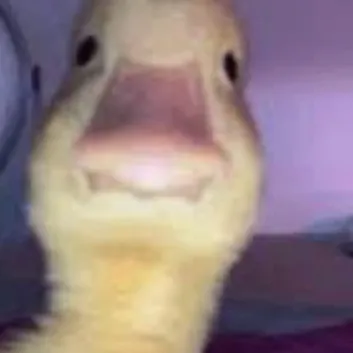 creator quackys's avatar