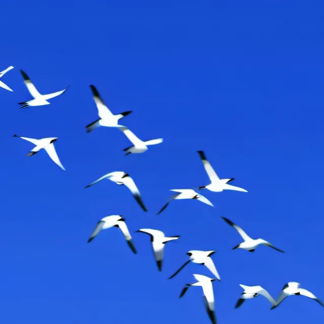 chat with ai character: kakashis birds