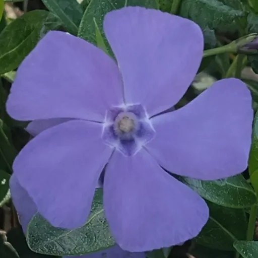 creator Lee/Ler Switch Cat's avatar