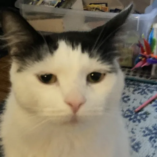 creator guy who make suff's avatar