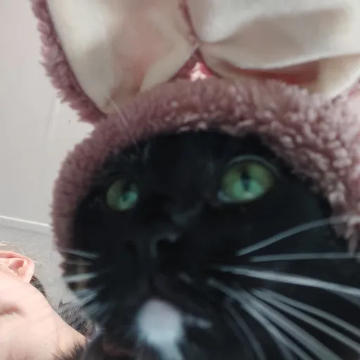 creator cats 4 eva's avatar