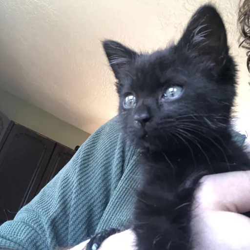 creator ezen's avatar